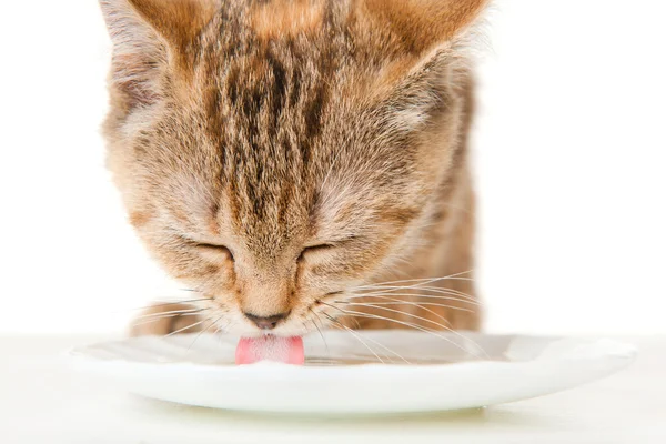 Kattunge mjölk från ett tefat av fernissa — Stockfoto