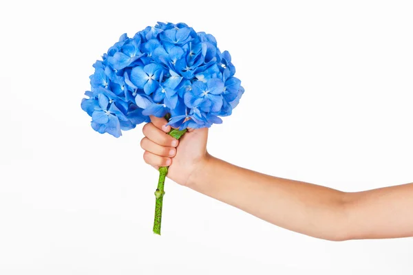 Hand with blue hydrangea flowers — Stock Photo, Image