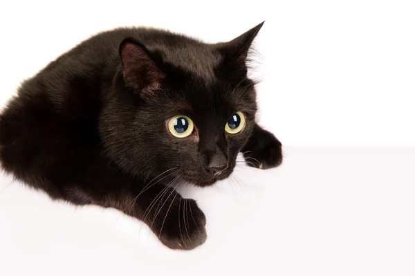 Black cat with a sheet of paper — Stock Photo, Image