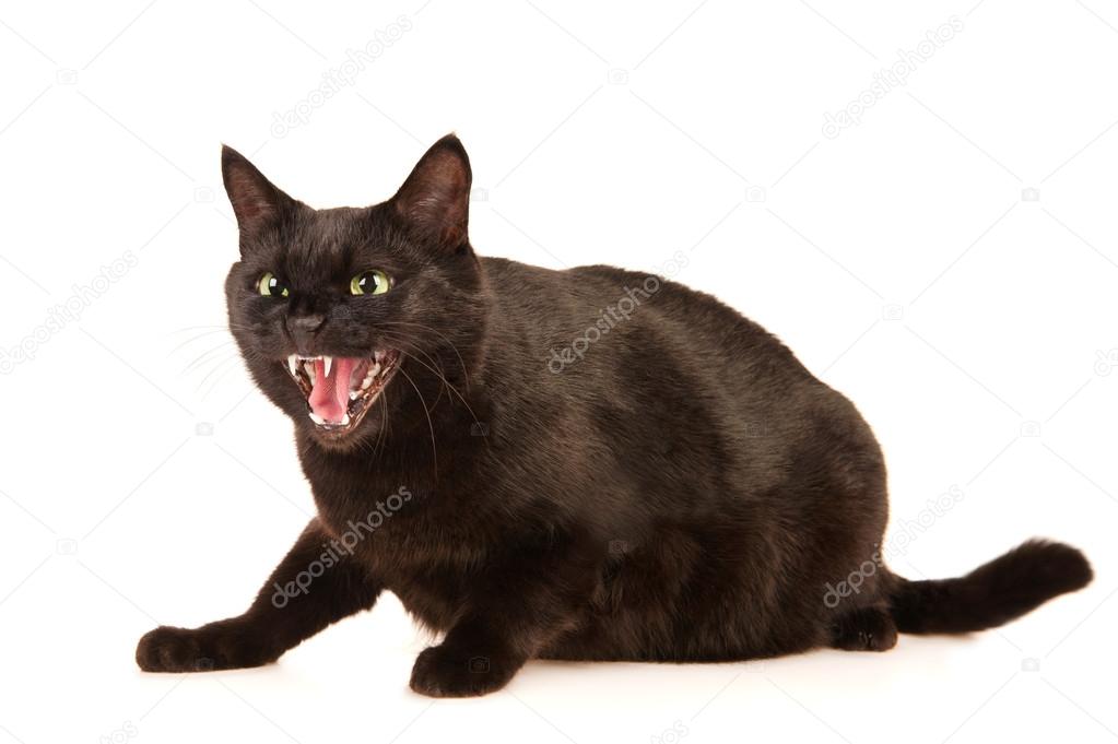 Black cat hisses