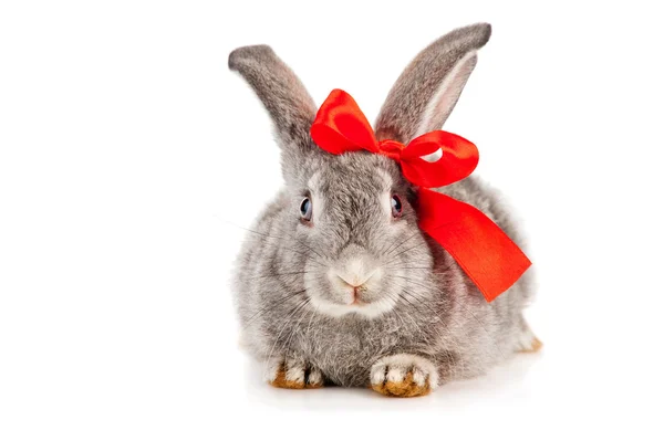 Gray rabbit with red bow — Stock Photo, Image