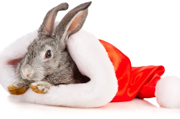 Gray rabbit in a Santas hat, isolated on white — Stock Photo, Image