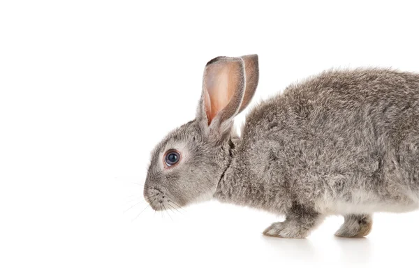 Gray rabbit, isolated on white Stock Image