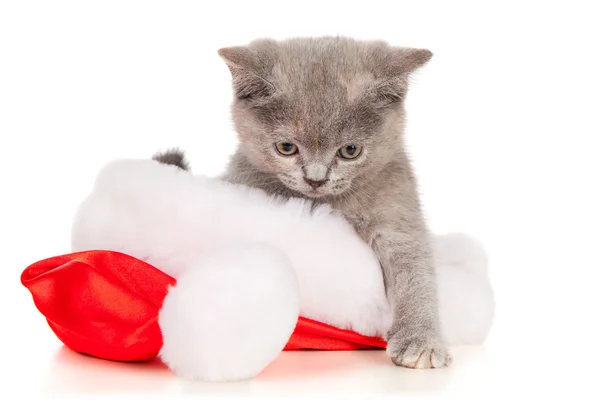 Beau chat dans un chapeau de Père Noël — Photo