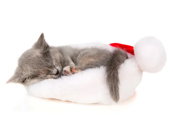 Bellissimo gatto con un cappello da Babbo Natale — Foto Stock