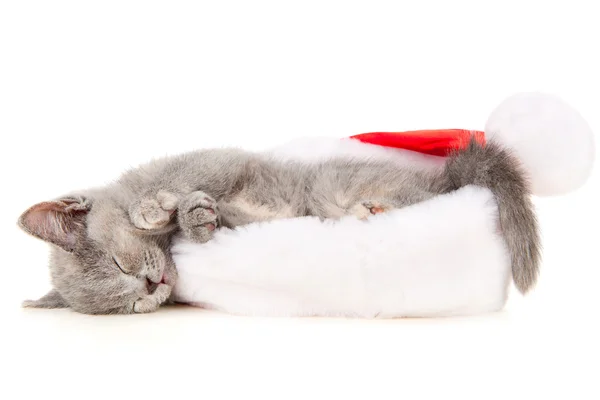 Bellissimo gatto con un cappello da Babbo Natale — Foto Stock