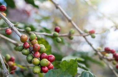 red and green coffee beans on tree organic farming concep