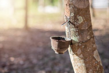 Tapping a latex rubber tree in northern Thailand