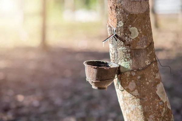 Tapping Latex Rubber Tree Northern Thailand — Photo