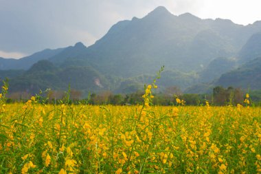 Sunhemp flowers in the field.  Blurred and soft focus of Sunhemp field with copy space and text.