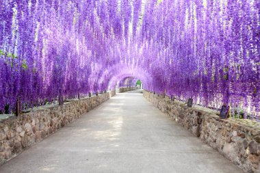 Beautiful Of Purple Flower Tunnel 