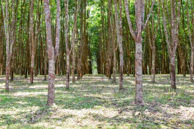 View of rubber plantations in northern Thailand