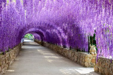 Beautiful Of Purple Flower Tunnel 