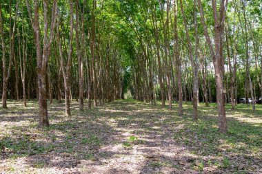 View of rubber plantations in northern Thailand
