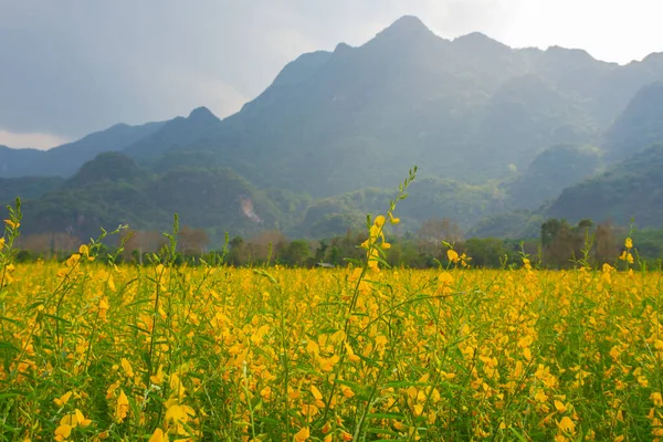 Sunhemp Flowers Field Blurred Soft Focus Sunhemp Field Copy Space — Stok fotoğraf