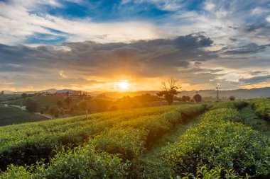 Beautiful sunsets at Chui Fong Tea Plantation  Chiang Rai Thailand.