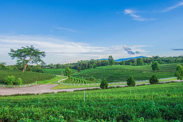Beautiful Scenery Choui Fong Tea Plantation Mae Chan Tourist Attraction — Foto Stock