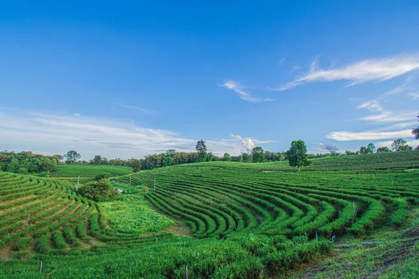 Beautiful scenery of Choui Fong Tea Plantation at Mae Chan, a tourist attraction in Chiang Rai in Thailand.