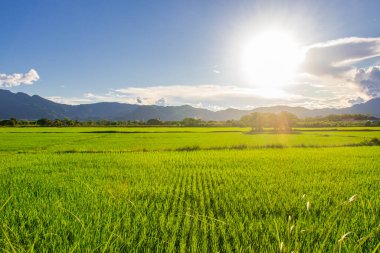 beautiful fields with sky and mountains.
