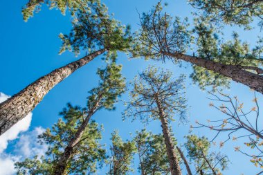 Yerden kış ormanında çam ağaçlarının üst görünümü. Alt görünüm geniş açı arka plan.
