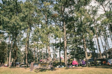 camp under a pine forest at Mon Son view point Doi Pha Hom Pok National Park, Doi Ang Khang, a natural landmark and popular natural attraction in Thailand.