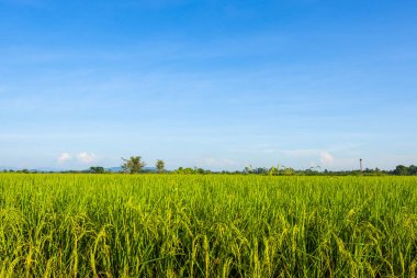 Green rice fields with a mountain backdrop and a beautiful blue sky