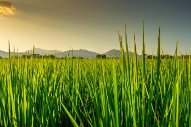 Beautiful sunset rice fields with mountain backdrop.