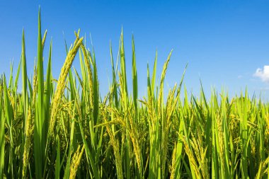 Close-up of rice plant on a blue sky da
