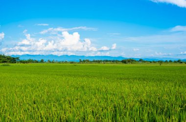 Green grassland blue grass on the farm Sky clouds cloudy background