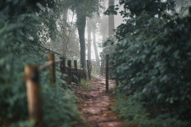 Pine trees in the rainy season and fog in thailand.