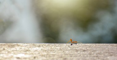 Red ants are looking for food on the branches. The worker ants are walking on the branches to protect the nests in the forest