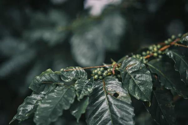 Coffee cherry, raw coffee beans on the coffee plant