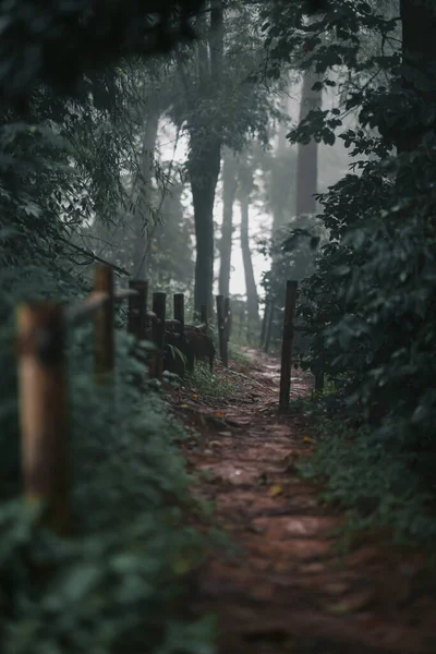 Pine Trees Rainy Season Fog Thailand — Stock Photo, Image