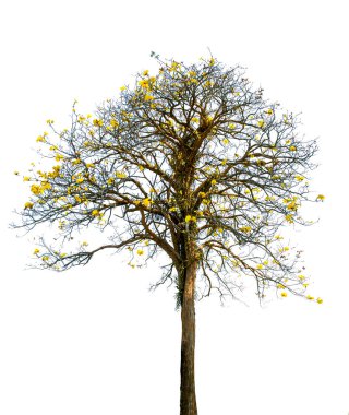 Supanniga Tree (Cochlospermum regium) yellow flowering. Isolated on white backgroun