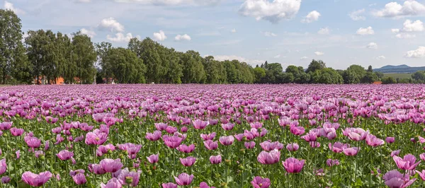 Güneşli bir yaz gününde gelincik tarlası