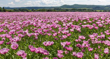 Almanya 'da tarımsal gelincik tarlası