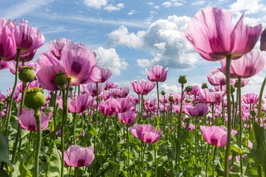 Güneşli bir yaz gününde gelincik çiçekleri. Seçici odak.