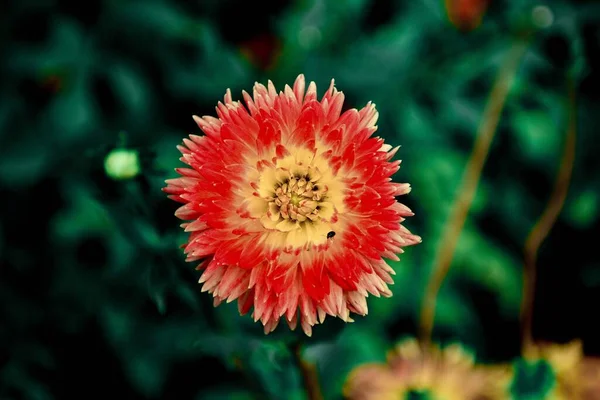 Arka Plan Yazı Çiçekli Bahar Arkaplanı Güzel Çiçekler Merhaba Spring — Stok fotoğraf