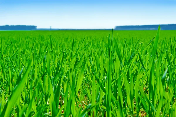 " grüne Wiese auf dem Hintergrund des blauen Himmels" — Stockfoto