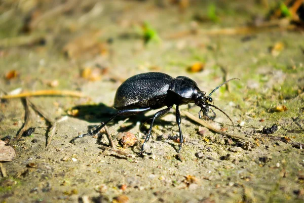 "Черный жук летом на лесной тропе " — стоковое фото