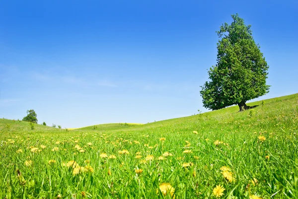 Pastagem, árvores, canola culturas no fundo do céu azul . — Fotografia de Stock