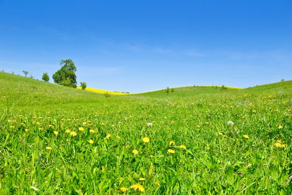 Pâturages, arbres, cultures de canola sur le fond du ciel bleu . — Photo