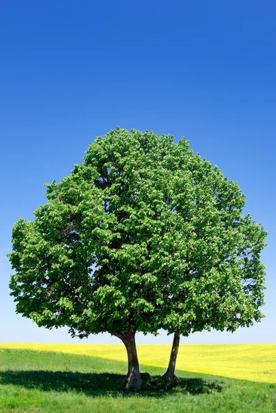 "einsamer Baum auf dem Hintergrund des blauen Himmels" — Stockfoto