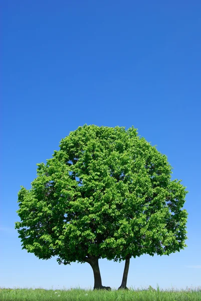 Árvore solitária no fundo do céu azul — Fotografia de Stock