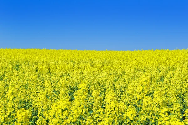 "Flowering rape against the blue sky." — Stock Photo, Image