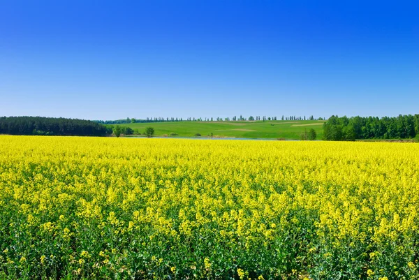 "Flowering rape against the blue sky." — Stock Photo, Image