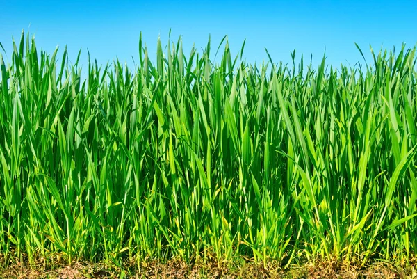 "Gli steli di giovani piante di cereali in campo ." — Foto Stock