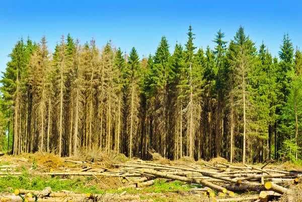 "Harvesting timber in the young coniferous forest." — Stock Photo, Image