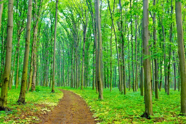 En sommarmorgon på en gångstig i skogen. — Stockfoto