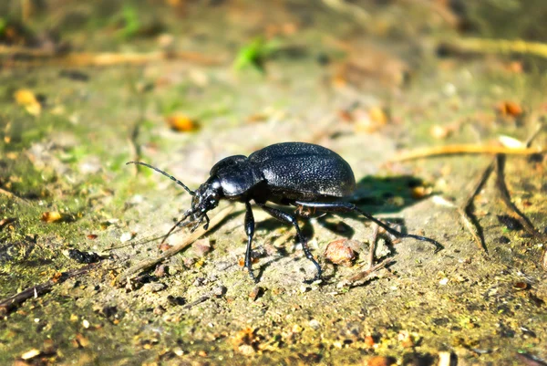 "森の小道に夏に黒い甲虫." — ストック写真